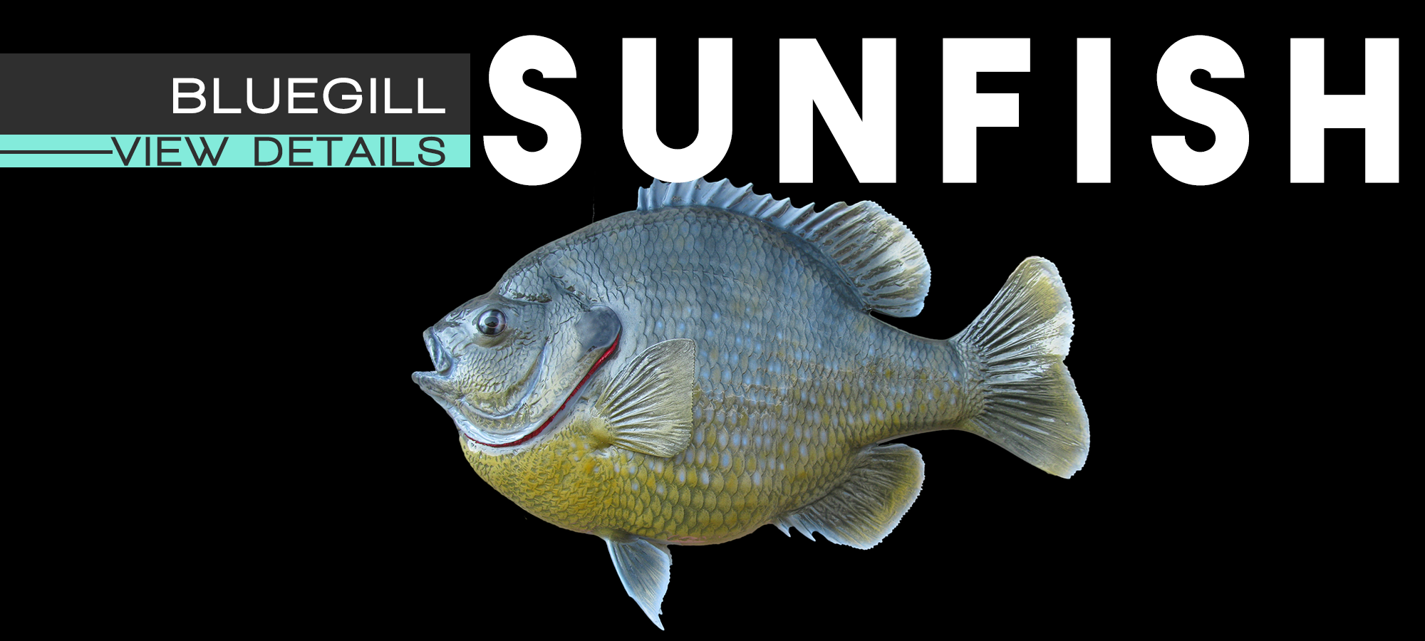 Details: Bluegill