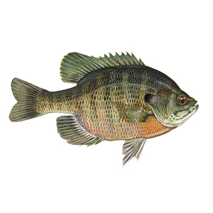 Bluegill Stocking