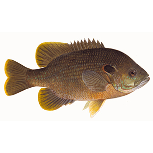 Red Ear Sunfish for stocking lakes