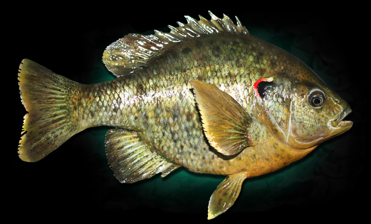 Red-ear Sunfish  Willow Creek Fisheries