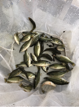 California Grown Largemouth Bass