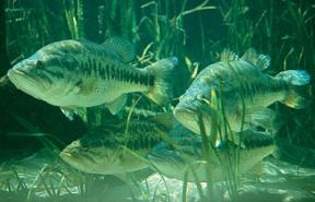 Florida Largemouth Bass