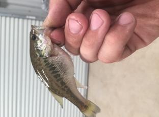 Florida Black Bass