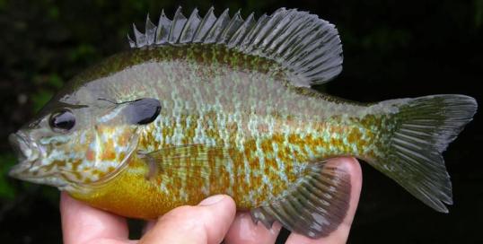 Bluegill Stocking