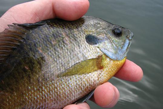 Bluegill Stocking