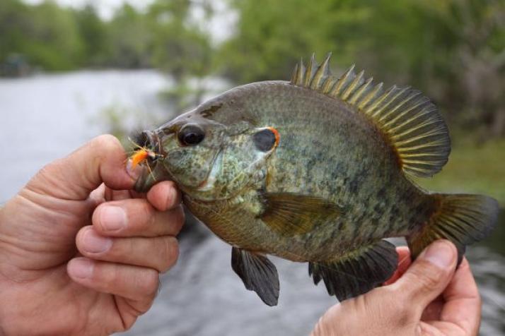 Red shop ear fish